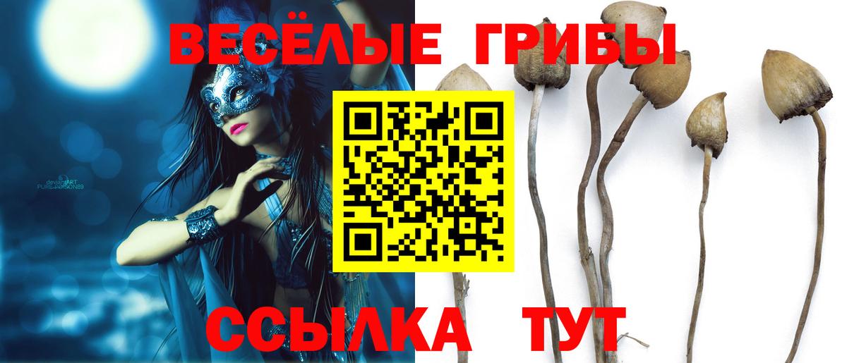 Ярославль  Галлюциногенные грибы Psilocybine cubensis  Галлюциногенные грибы прущие грибы  Вход с VPN 
